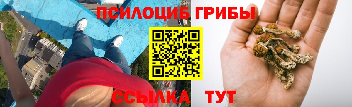 Курган  Псилоцибиновые грибы Cubensis  наркошоп  Вход с VPN 